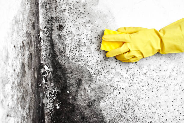 Best Commercial Mold Remediation in Benson, UT