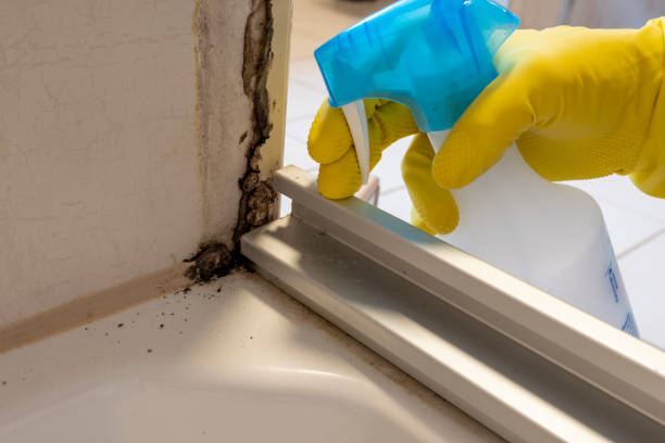 Best Mold Testing and Inspection Services in Benson, UT