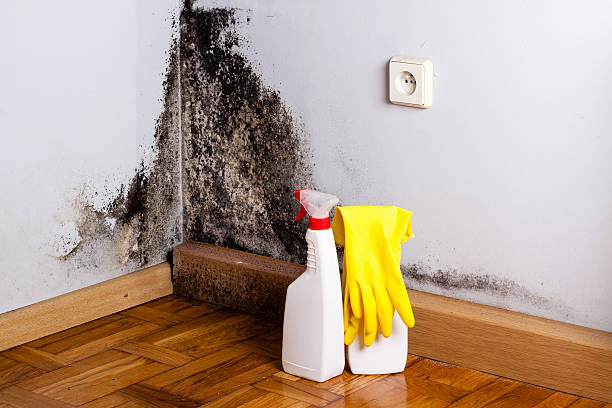 Best Post-Flood Mold Remediation in Benson, UT